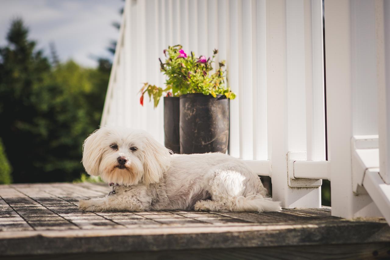 Abbie'S Garden Bed & Breakfast Grand Bank Luaran gambar